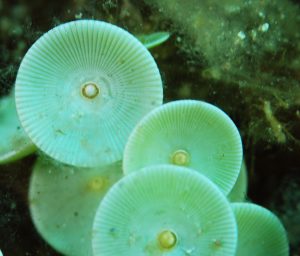 Acetabularia mediterranea, alga unicelular marina utilizada en estudios de biología celular y genética