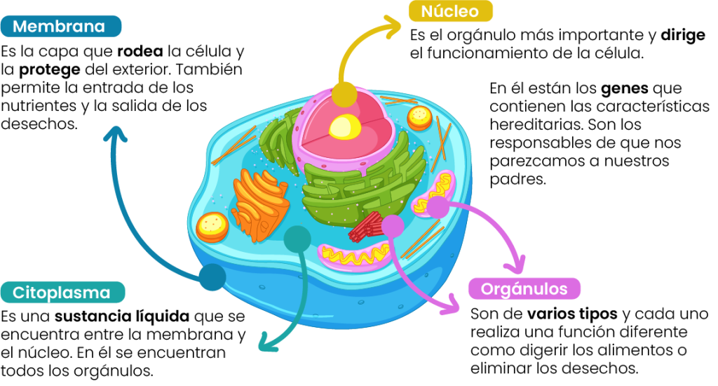 Dibujo de las partes de la célula animal, incluyendo núcleo, mitocondrias, membrana celular y citoplasma.