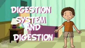 educational video about the digestive system and digestion