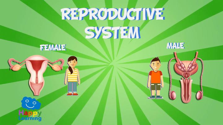 Resultado de imagen de reproductive system for kids