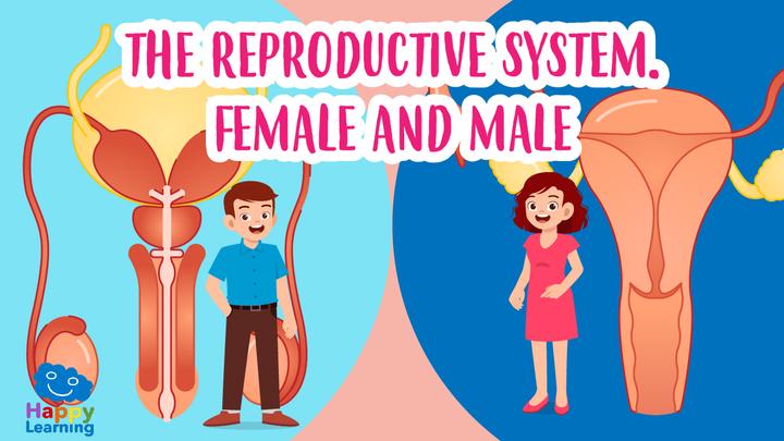 Educational video: The reproductive system for kids | Happy Learning