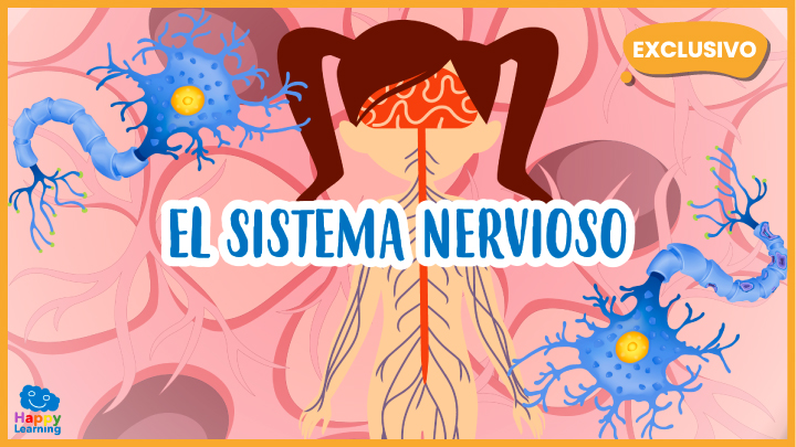 El Sistema Nervioso | Happy Learning