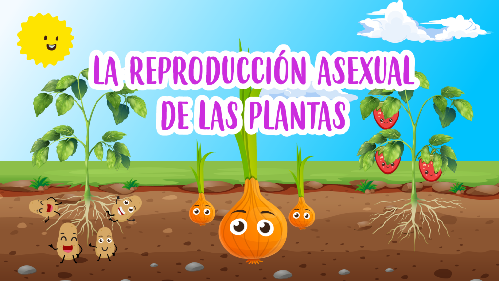 la reproducción asexual de las plantas happy learning