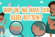 Why do we have our belly button?