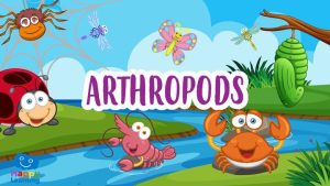 |The Arthropods|los artrópodos|los artropodos|