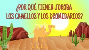 por qué tienen joroba los camellos