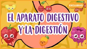 |el aparato digestivo y la digestión - video educativo