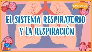 |videos del aparato respiratorio|the respiratory system