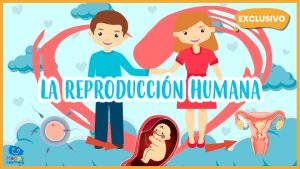 |La Reproducción Humana|the human reproduction|la reproducción humana