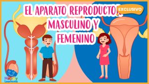 |El Aparato Reproductor|the reproductive system|aparato reproductor