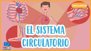 |Sistema Circulatorio|the circulatory system