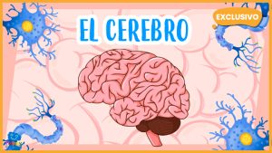 |el cerebro|the human brain