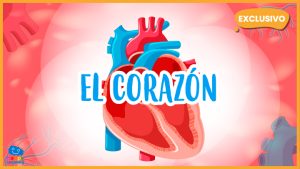 |el corazón humano|the human heart
