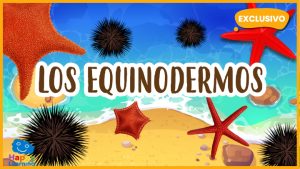|equinodermos