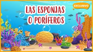 |las esponjas