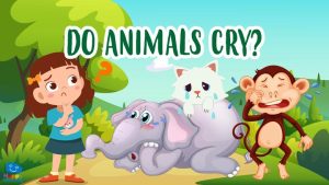 |los animales lloran|animals cry