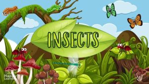 Insects