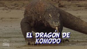 el dragón de komodo|The Komodo Dragon