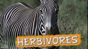 The Vital Functions||