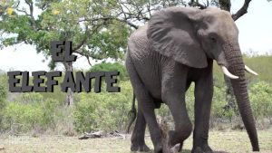 El Elefante|