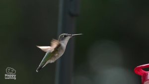 Curiosidades de las aves|Curiosidades de las aves|interesting facts about birds
