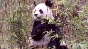 El Oso panda|the bear