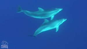 El delfín|The Dolphin
