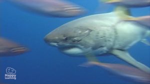 curiosities about sharks|