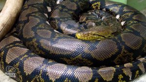 curiosidades de los reptiles|interesting facts about reptiles