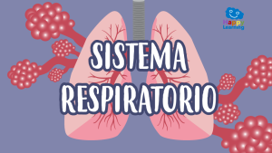 Quiz El Sistema Respiratorio
