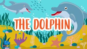 The Dolphin|The Dolphin