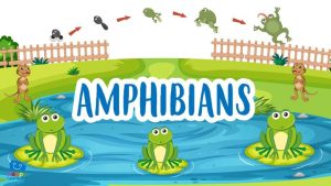 |The Amphibians|los anfibios|