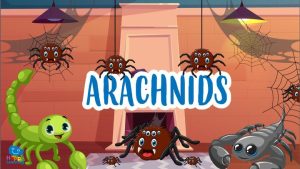 |arachinids