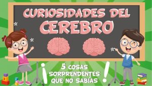 curiosidades del cerebro