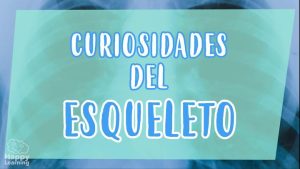 curiosidades del esqueleto