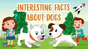 interesting facts about dogs|interesting facts about dogs|