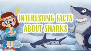 interesting facts about sharks