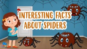 interesting facts about spiders|interesting facts about spiders|