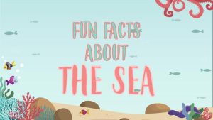 fun facts about the sea