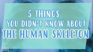 the human skeleton|efecto invernadero