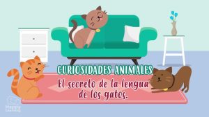 la lengua de los gatos