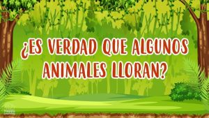 los animales lloran|animals cry|