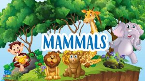 |The Mammals|los mamíferos ||