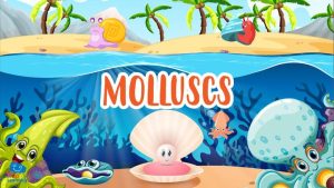 |Educational video about the molluscs