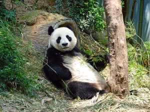 animales en peligro de extinción