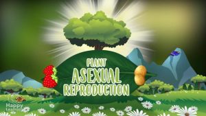 Plant asexual reproduction|re