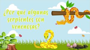 Por qué algunas serpientes son venenosas