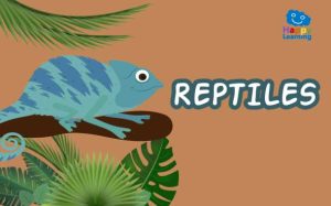 quiz Los reptiles|Quiz Los reptiles