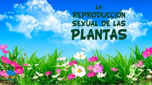 la reproducción de las plantas