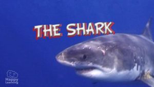 shark